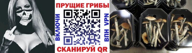 МЕГА зеркало Феодосия Псилоцибиновые грибы Psilocybine cubensis купить наркоту